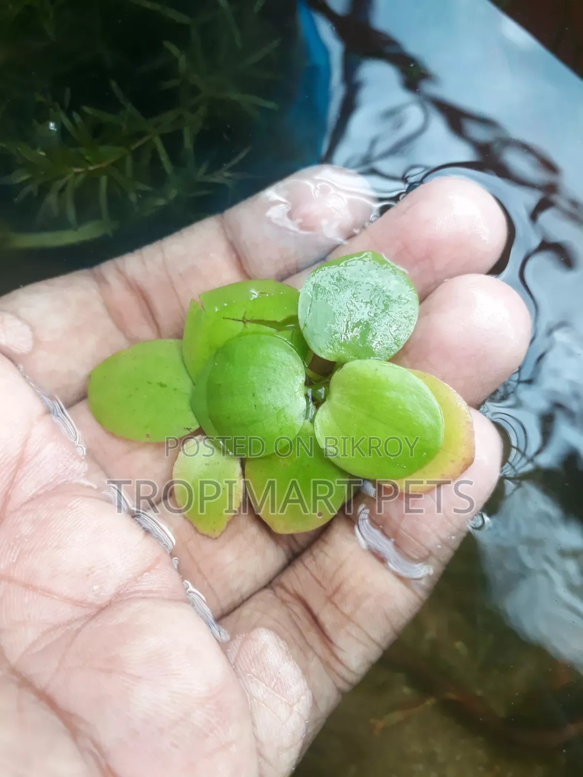 5 Pieces | Frogbit Aquarium Plant