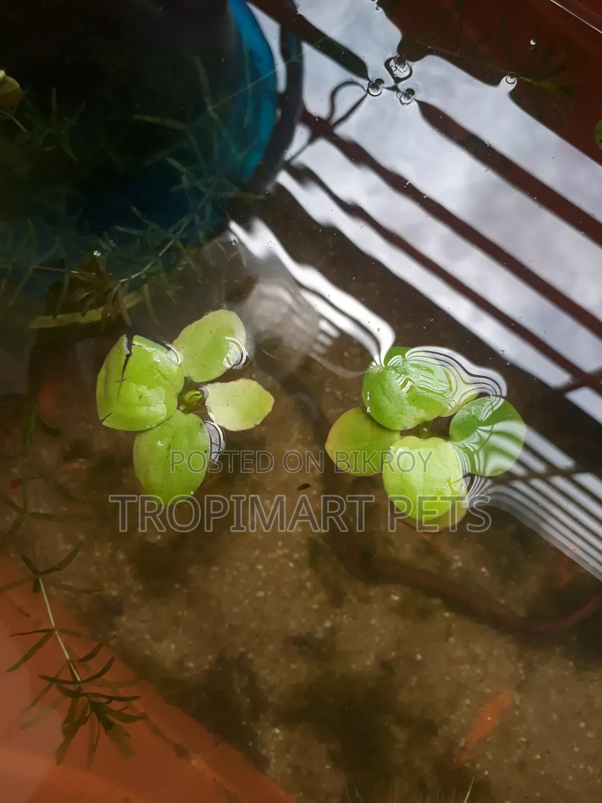 5 Pieces | Frogbit Aquarium Plant