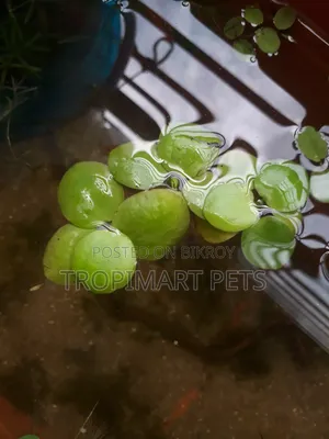 5 Pieces | Frogbit Aquarium Plant