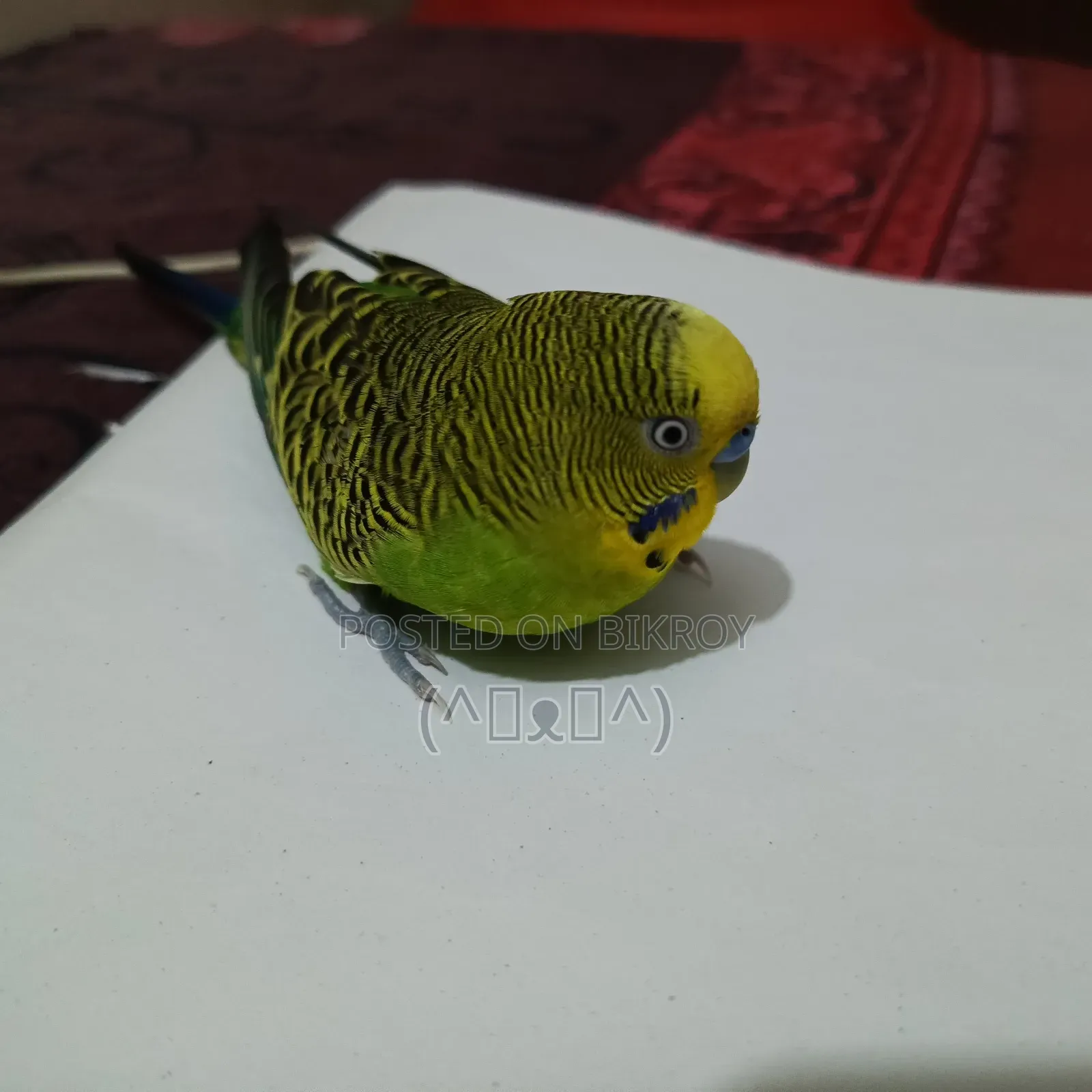 বাজরিগার পাখি