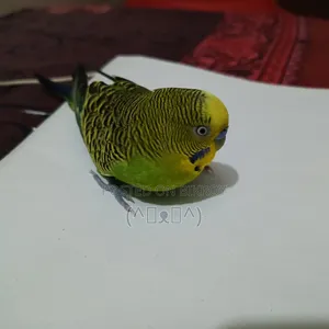 বাজরিগার পাখি