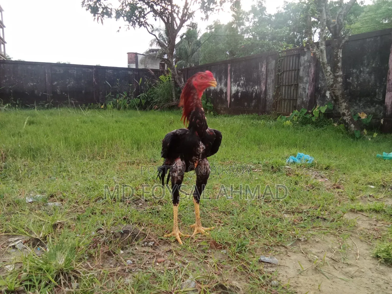 Aseel Rooster Chick