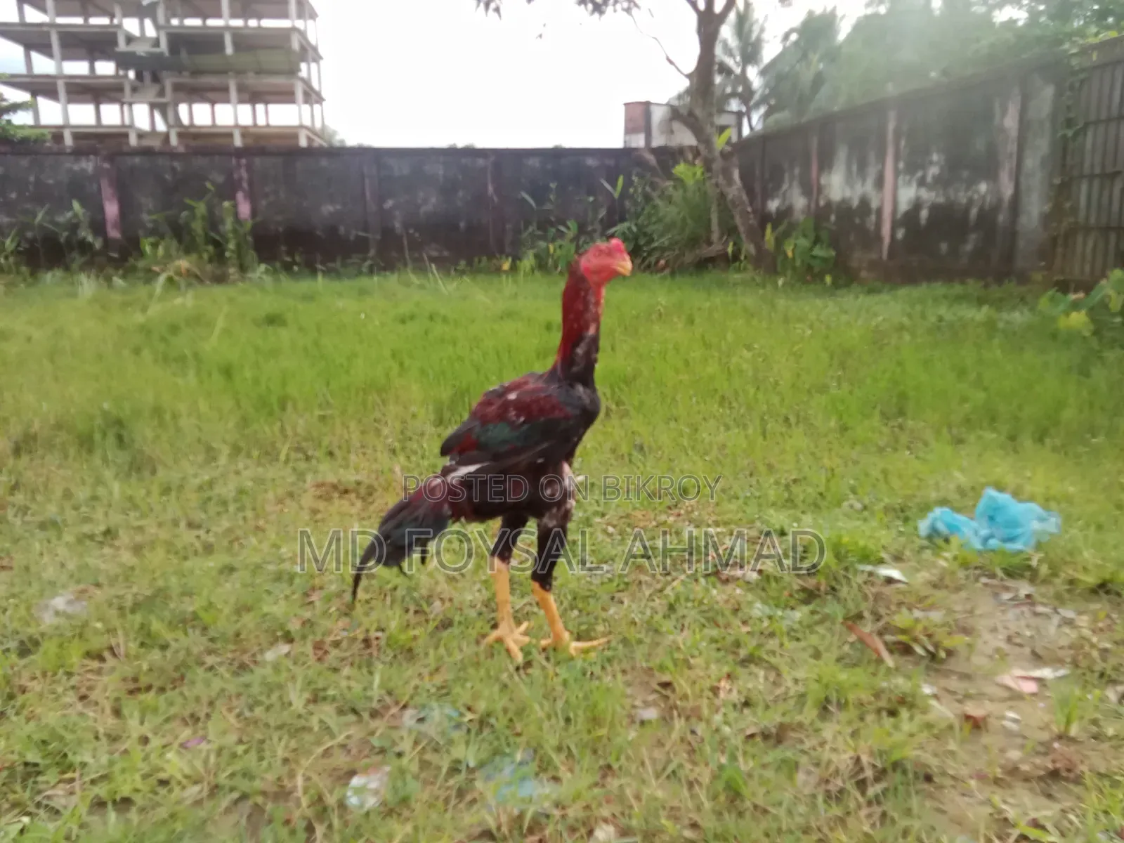 Aseel Rooster Chick
