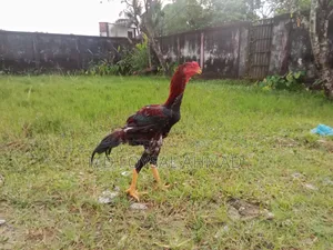 Aseel Rooster Chick