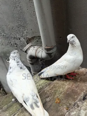 ২ জোড়া কবুতর বিক্রি হবে