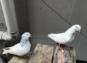 ২ জোড়া কবুতর বিক্রি হবে