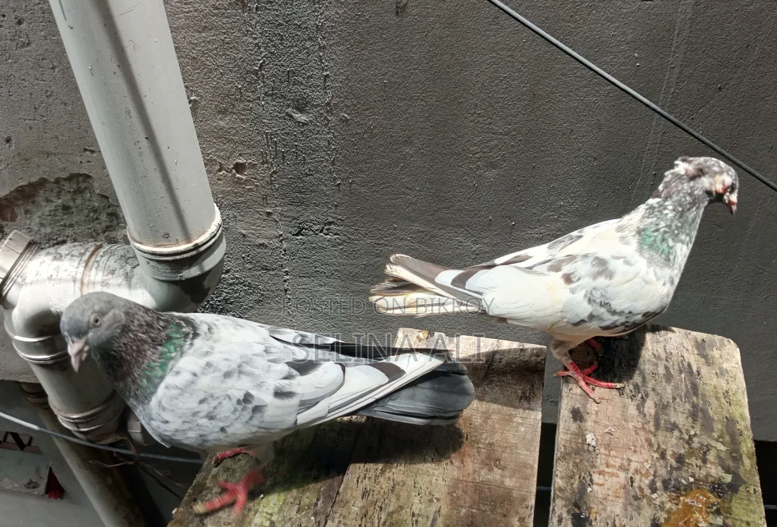 ২ জোড়া কবুতর বিক্রি হবে