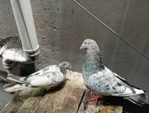 ২ জোড়া কবুতর বিক্রি হবে