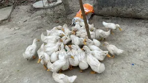 20 Days Old Original Peking Star Ducks for Sale