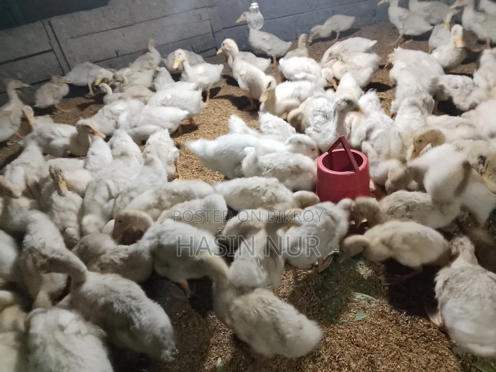 20 Days Old Original Peking Star Ducks for Sale