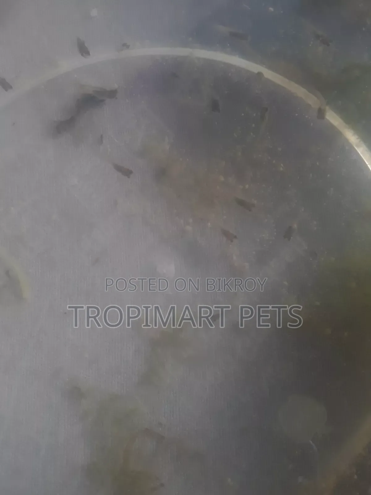 20 Grams | High Quality Powdered Food for Newborn Baby Fish