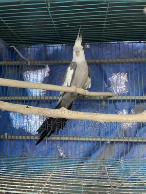 ককটেল ২টি মেল বিক্রির জন্য