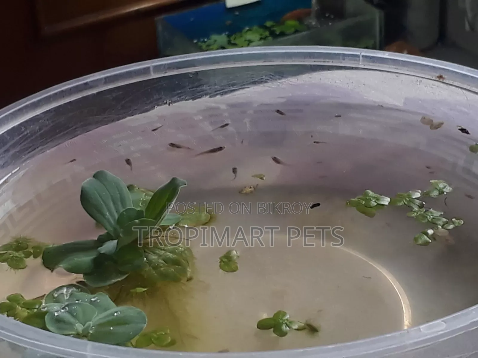 One Pair | High Quality Fancy Guppy Fry