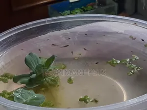 এক জোড়া | উচ্চ মানের ফেন্সি গাপ্পি ফ্রাই