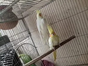 একজোড়া কোকাটেল