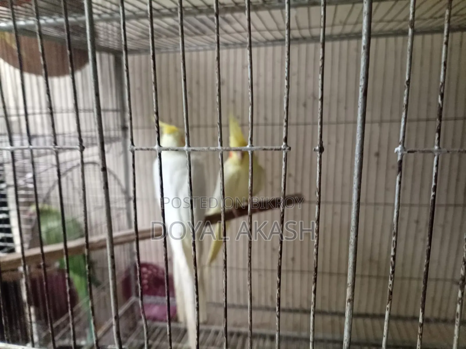 একজোড়া কোকাটেল