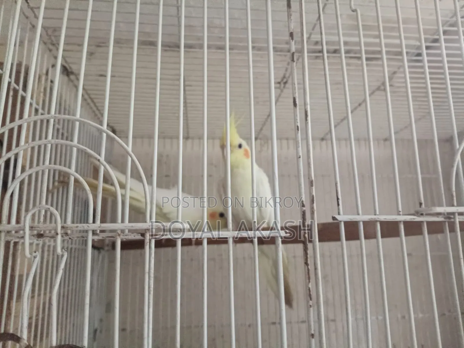 একজোড়া কোকাটেল