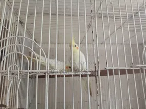 একজোড়া কোকাটেল