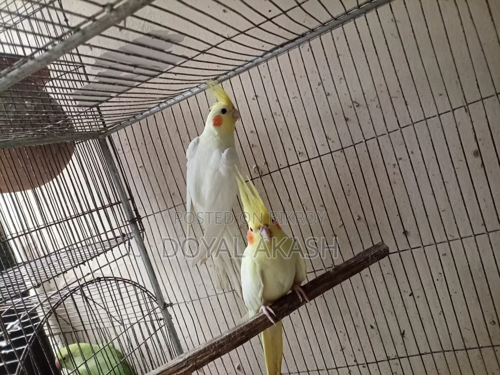 একজোড়া কোকাটেল
