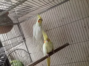একজোড়া কোকাটেল