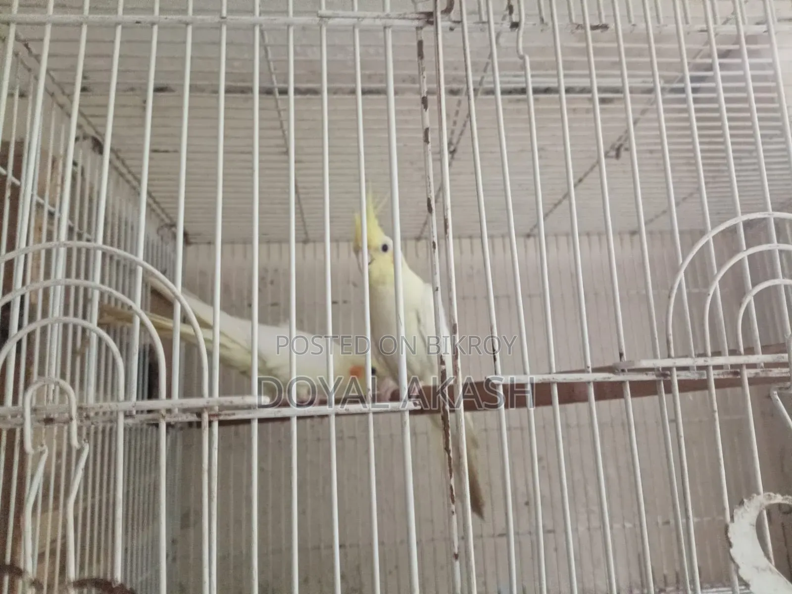 একজোড়া কোকাটেল