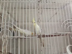 একজোড়া কোকাটেল