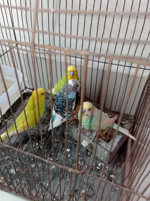 চার পিস বাজিগর