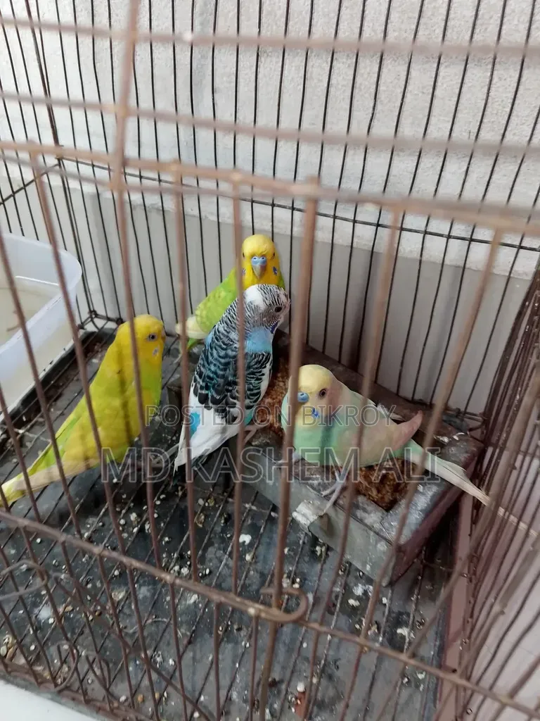 চার পিস বাজিগর