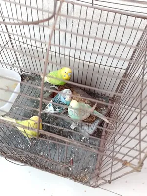চার পিস বাজিগর
