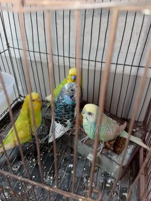চার পিস বাজিগর