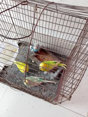 চার পিস বাজিগর