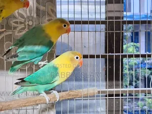 পার্ল অপালিন