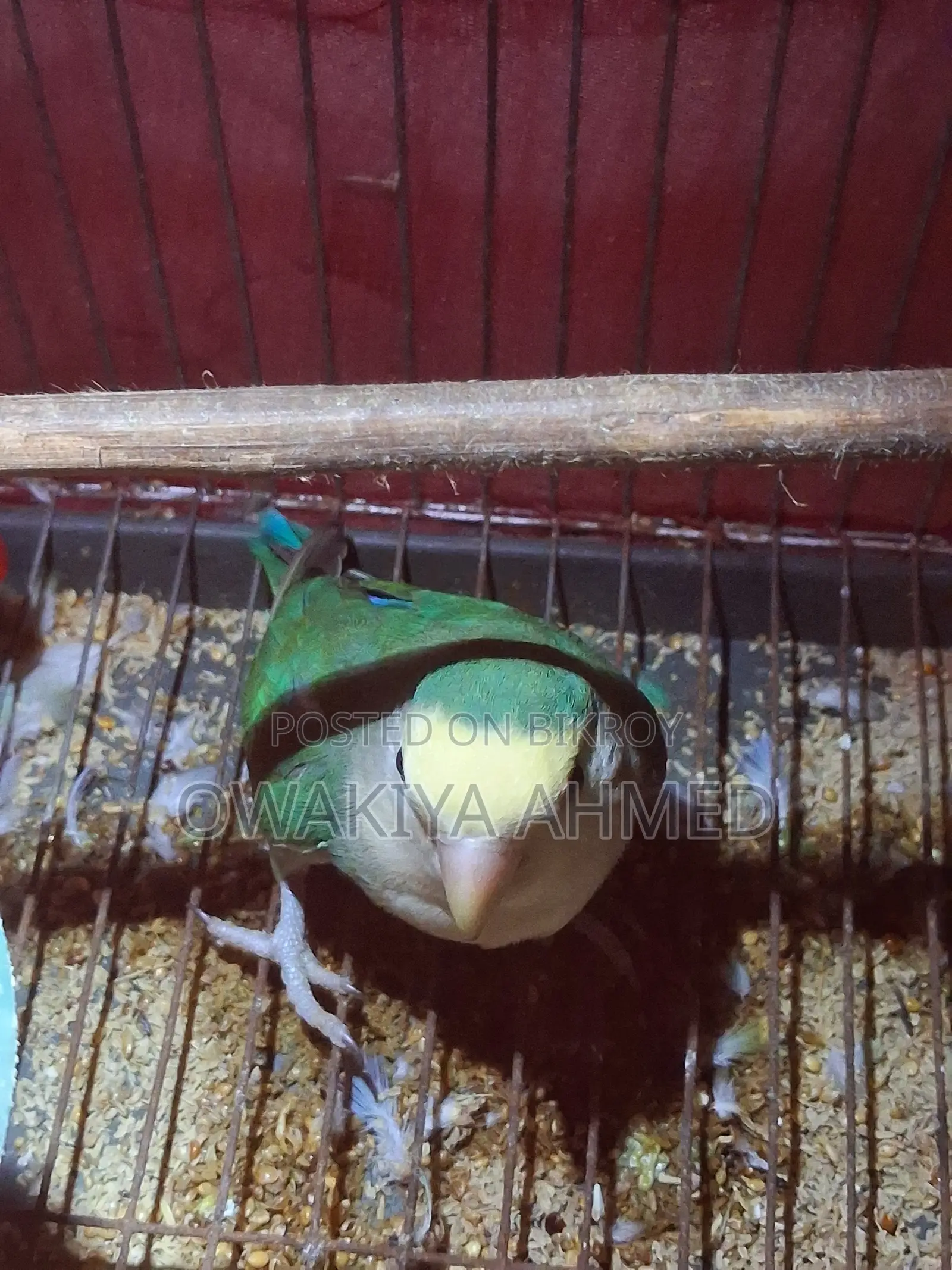 Male Lovebird