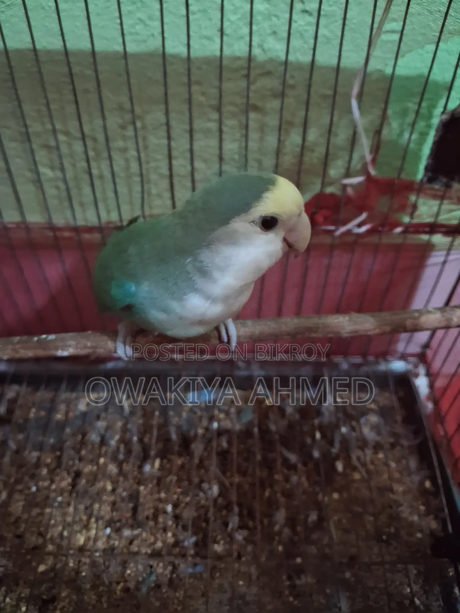 Male Lovebird