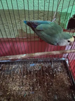 Male Lovebird