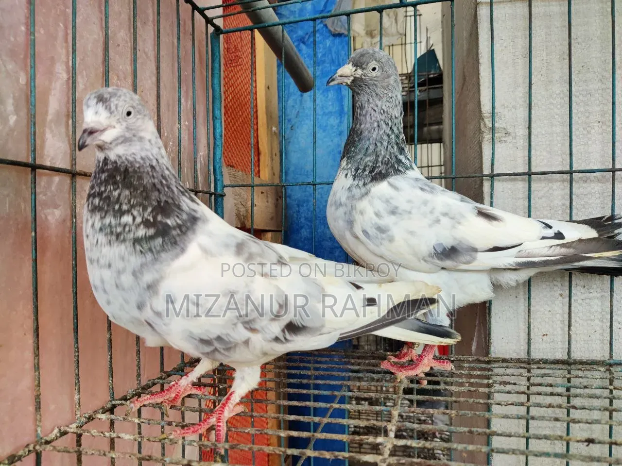 পাংখি কবুতর