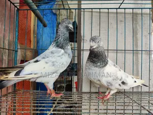 পাংখি কবুতর