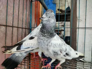 পাংখি কবুতর