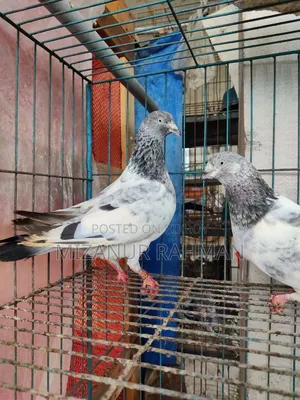 পাংখি কবুতর