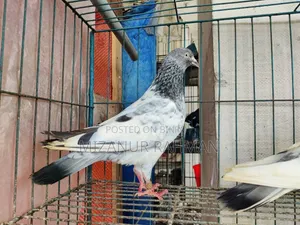 পাংখি কবুতর