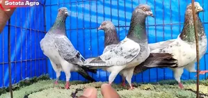 কিছু কবুতর বিক্রি হবে জরুরি