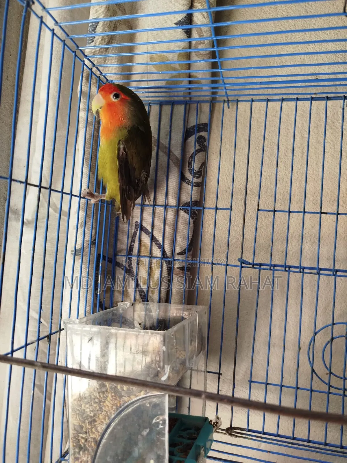 Love Bird - Love Bird
