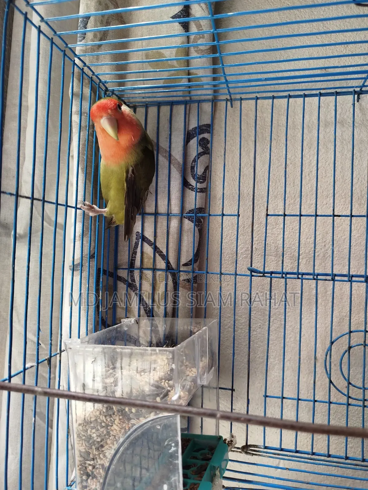 Love Bird - Love Bird