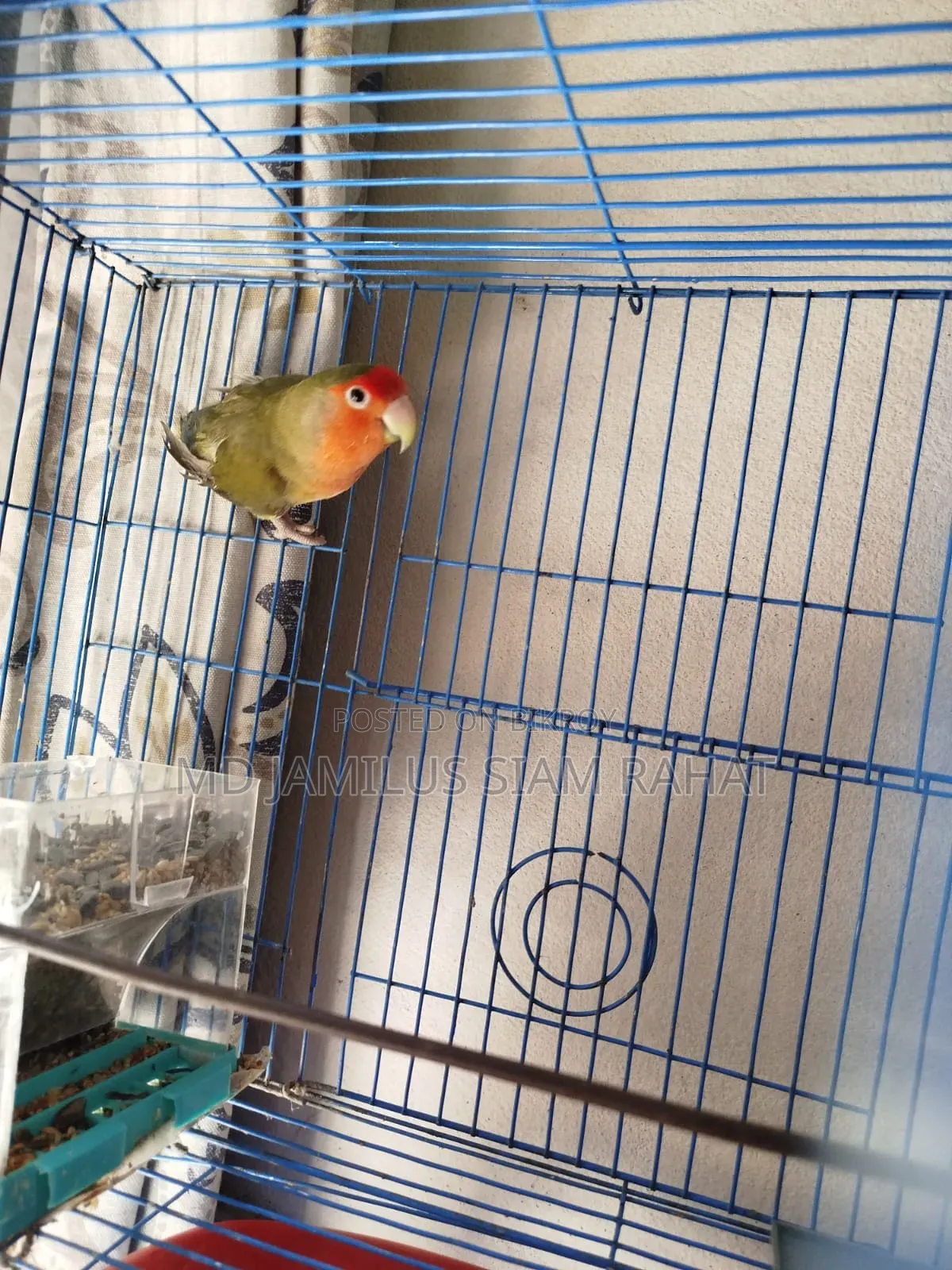 Love Bird - Love Bird