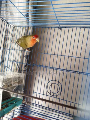 Love Bird - Love Bird