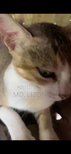 3-6 Months Male Purebred Bengal