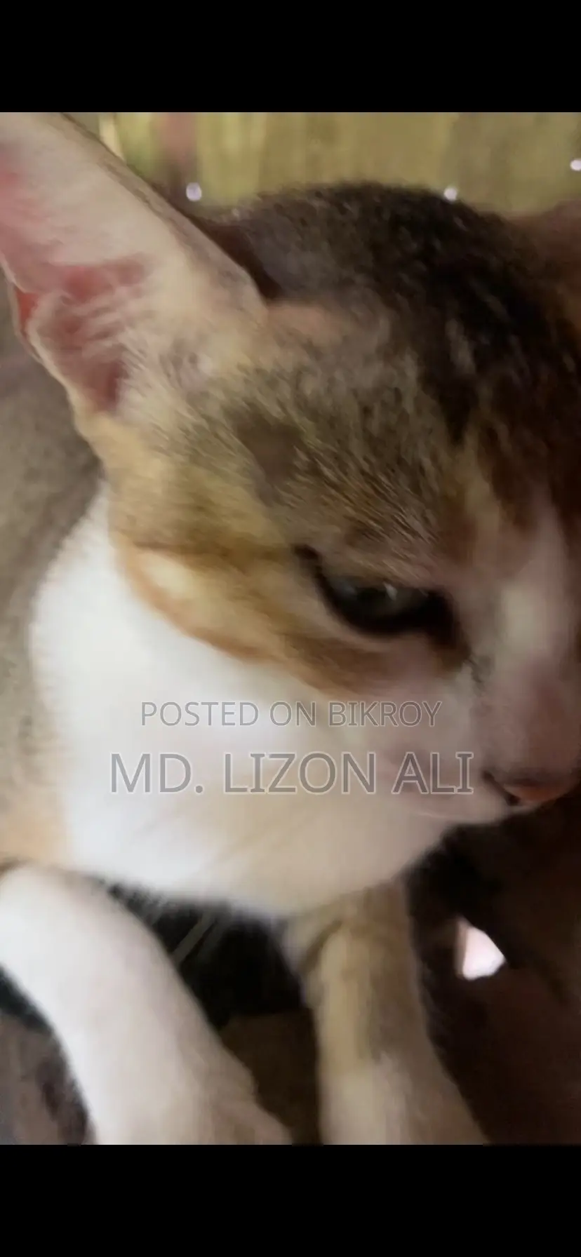 3-6 Months Male Purebred Bengal