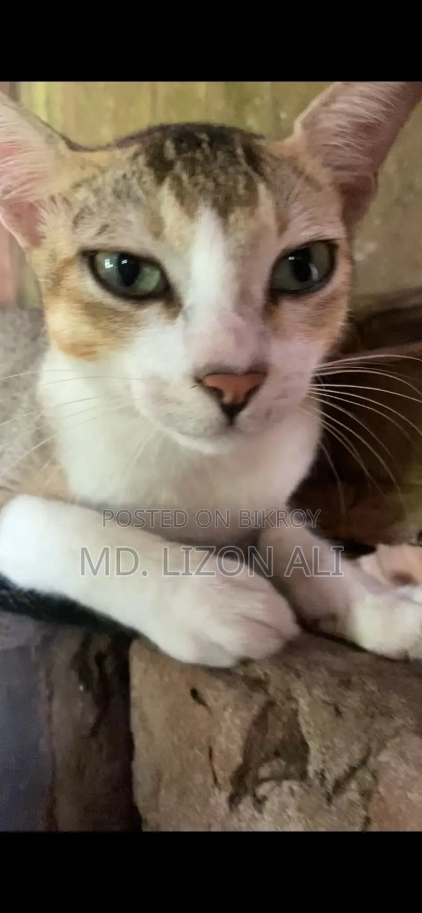 3-6 Months Male Purebred Bengal