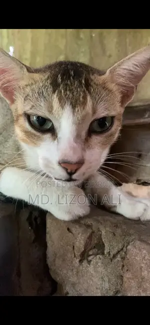 3-6 Months Male Purebred Bengal