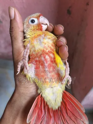 পাইনএপেল কোনুর বেবি